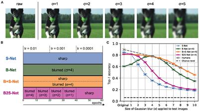 Does training with blurred images bring convolutional neural networks closer to humans with respect to robust object recognition and internal representations?